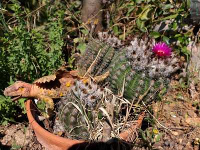 ...e di fianco a noi ci saluta un cactus con un fiore viola sulla cima, mosso un po� dal vento. Lo guardiamo e speriamo che mai nessuna ruspa possa spazzarlo via